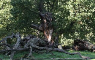 Sacrow Eiche
