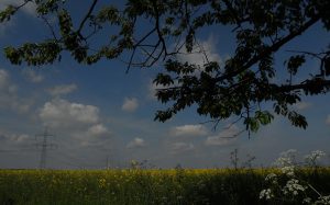 Heiliger Hain Tempelberg