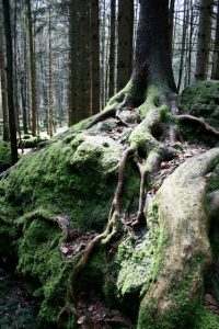 Wurzeln