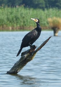 Wasserwanderung Peene
