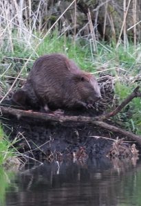 Flusswanderung auf der Peene