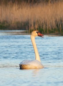 Flusswanderung auf der Peene